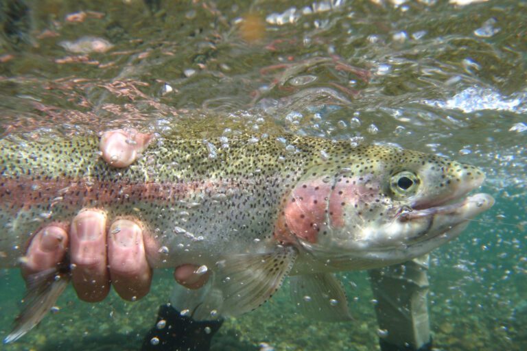 fishing-guides-cumberland-trout-guide