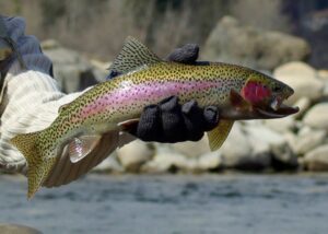 2nd Saturday Beginners Fly Fishing Clinic